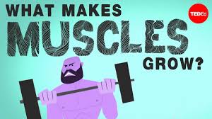 The fine distinctions between voluntary and involuntary muscles are next, and kids can then trace a diagram showing the anatomy of action, which relies here's a great activity to try: Bones And Muscles Theschoolrun