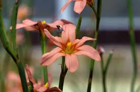 Image result for Tolpis capensis