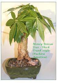 We did not find results for: Money Bonsai Tree Stump Style Pachira Aquatica Money Tree Plant Care Money Tree Plant Money Tree Bonsai