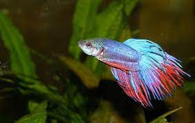 Jun 28, 2021 · betta fish are curious, nosy fish that like to have plenty to do in their tank, keeping them active and preventing boredom from setting in. Betta Fish What Size Tank Should I Get Maryland Aquarium Design Installation And Maintenance