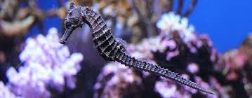 What male animals give birth. How Do Seahorses Differ From All Other Animals