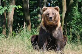 200 animals of 11 species opened in 1996 this collection is mainly a native wildlife park Barenpark Worbis Thuringen