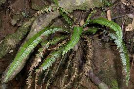 Image result for Asplenium diplazisorum