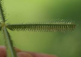 Image result for Dactyloctenium geminatum