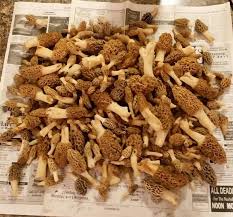 Schau dir angebote von mushrooms auf ebay an. Morel Mushroom Hunting Is Easter Egg Hunt For Adults News Journal Star Peoria Il