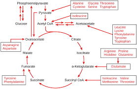 Connections Between Cellular Respiration And Other Pathways Article Khan Academy Protein Metabolism Lower Cholesterol Naturally Biochemistry