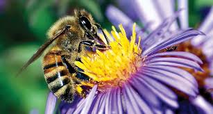 Maybe you would like to learn more about one of these? Bacteria In Flowers May Boost Honeybees Healthy Gut Microbes Science News
