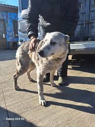 ქართული ქოფაკი დიდიდიღომი – Doghome