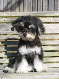 If you are interested, please fill out our application. Havanese Puppy Havanese Puppies Havanese Puppies