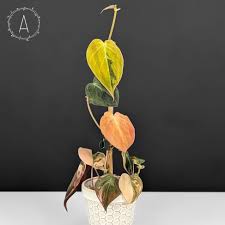 Image result for Protea micans