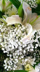 They also make fantastic dry flowers, losing only a slight amount of color, but very little shape. I Think These White Little Flowers So Beautiful Here In Brazil Is Called Carioquinhas A Bouquet Of Them Is J Babys Breath Flowers Beautiful Flowers Flowers