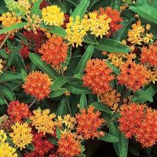 Image result for Asclepias graminifolia