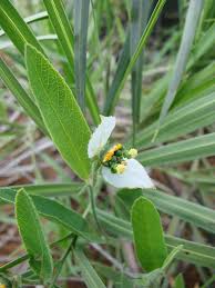 Image result for Dalechampia capensis