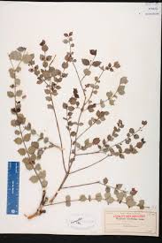 Image result for Crossopetalum