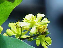 Image result for Campylospermum vogelii