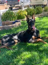 18 Dobermans - Us Lost Dog Registry Ideas Losing A Dog Doberman Find Pets