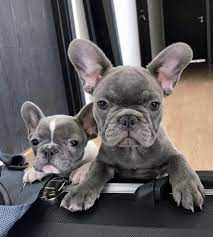 French Bulldog Care French Bulldog Puppies Blue French Bulldog Puppies Bulldog Puppies