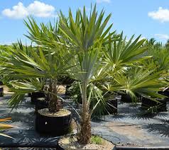 Image result for Leucothrinax morrisii