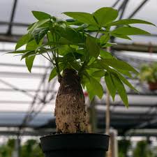 Image result for Pachira