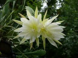 Image result for Monadenium crenatum