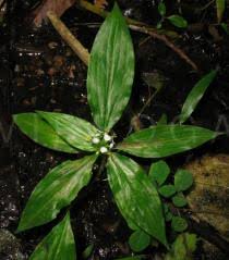 Image result for Aneilema beniniense