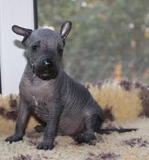 Rehome buy and sell, and give an animal a forever home with preloved! Mexican Hairless Dog For Sale In The City Of Moskva Russian Federation Price Negotiated Announcement 3284