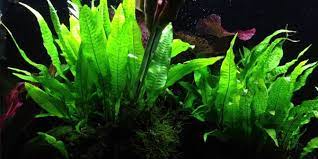 We did not find results for: Java Fern How To Grow And Maintain The Aquarium Guide