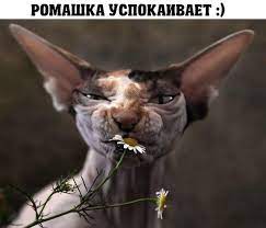 Спокойствие - приколы | (5 фото)