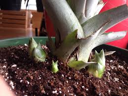 Pin On My Pineapple Plants