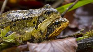 Wenn du hörst, dass die frösche zu quaken beginnen, lass sie in ruhe, wenn du am kommenden morgen ins aquarium schaust, kann es. Frosche Laichen Alle Info Zur Vermehrung Focus De