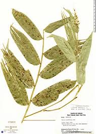 Image result for Olyra latifolia