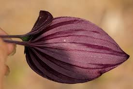 Image result for Nervilia ballii