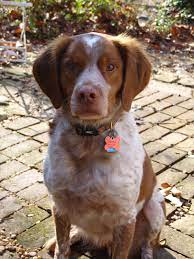 Pin By Leslie Anderson On Favorites Brittany Dog Spaniel Dog Bird Dogs