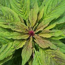 Image result for Amaranthaceae