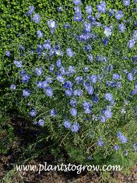 Image result for Linum usitatissimum