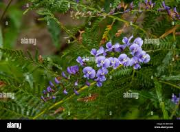 Image result for Hardenbergia comptoniana