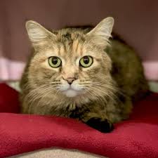 5 he has / is having a siamese cat. Sacramento Spca