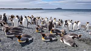 We did not find results for: Musnahkan Populasi Ribuan Penguin Dan Burung Laut Di Pulau Maria Tasmanian Devil Bakal Diusir Global Liputan6 Com