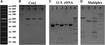 Check spelling or type a new query. Candidatus Dirofilaria Hongkongensis Infections In Humans During 2005 To 2020 In Kerala India In The American Journal Of Tropical Medicine And Hygiene Volume 104 Issue 6 2021