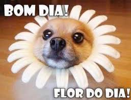 Bom Dia Engracado Frases Para Whats As melhores mensagens de bom dia com imagens para você transmitir motivação e amor por onde você passar, incluindo nos seus grupos do whatsapp! bom dia engracado frases para whats