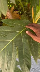 Image result for Artocarpus altilis