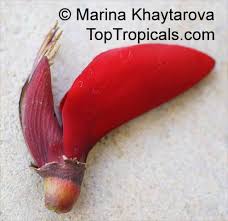 Image result for Erythrina fusca