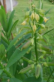 Image result for Crotalaria retusa L.