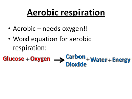 Topic 2 Organisms And Energy 1 Aerobic Respiration 2 Exercise 3 Anaerobic Respiration 4 Photosynthesis 5 Limiting Factors 6 Water Transport Ppt Download