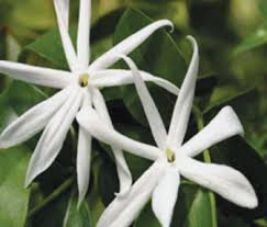 Image result for Jasminum multipartitum