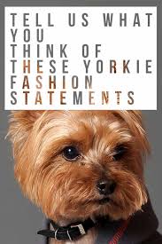 Wellness dog food is the number one natural dog food in singapore! Yorkie Clothes Find The Perfect Sweater Or Costume For Your Yorkie Dog