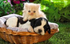 Cats And Dogs Spring Wallpapers - Wallpaper Cave