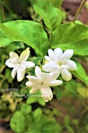 優美な香り◇茉莉花とジャスミンの違いは？【ジャスミン 茉莉花 (マリカ・マツリカ）】◇✨ -  『ＭＡＹＵ的☆ゆる旬花ライフ』のブログ・カフェ＊＊＊＊ゆるく旬花、食材を愛でカフェ・タイムをどうぞ