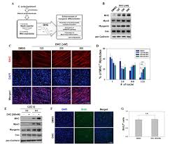 814 din 8 septembrie 2005 data intrarii in vigoare : Dehydrocorydaline Promotes Myogenic Differentiation Via P38 Mapk Activation