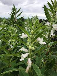 Sesame Seeds Sesamum Indicum Plants Seeds Tropical Africa